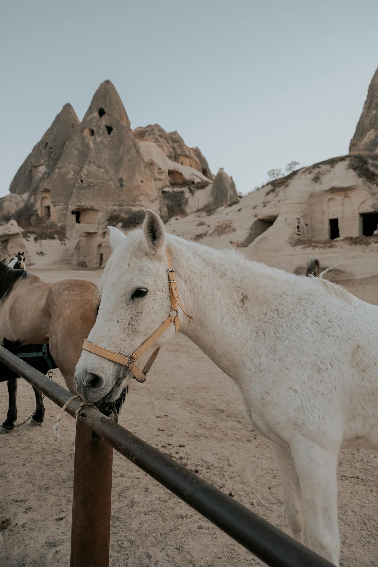 Kapadokya At Turu